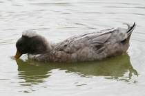 Landente mit Haube am 26.9.2010 im Jungle Cat World Wildlife Park in Orono,Ont.