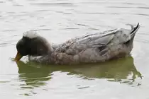 Landente mit Haube am 26.9.2010 im Jungle Cat World Wildlife Park in Orono,Ont.