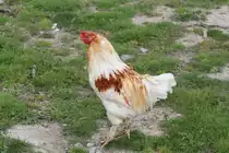 Altenglischer Zwerg-K�mpfer am 26.9.2010 im Jungle Cat World Wildlife Park in Orono,Ont.