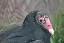 Truthahngeier (Cathartes aura) am 26.9.2010 im Jungle Cat World Wildlife Park in Orono,Ont.