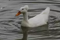 Landente mit Haube am 26.9.2010 im Jungle Cat World Wildlife Park in Orono,Ont.