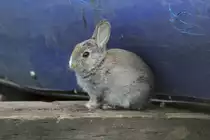Wild lebendes Zwergkaninchen in der N�he vom Jungle Cat World Wildlife Park in Orono,Ont 26.9.2010.