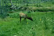 1998 im Yellowstone National Park, USA. Ein Waipiti Hirsch beim �sen