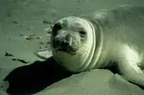 Und nochmals 1992 in der Kolonie der See Elefanten nahe dem Highway 1 in den USA. Ein junger See Elefant schaut neugierig in die Kamera (Dia digitalisiert)