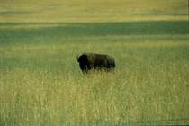 1998 irgendwo in der Prrie im Westen der USA. Ein amerikanischer Bison schaut neugierig zum Fotografen. (Dia)