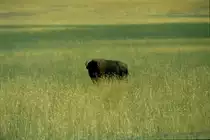 1998 irgendwo in der Pr�rie im Westen der USA. Ein amerikanischer Bison schaut neugierig zum Fotografen. (Dia)