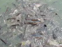 Im M�rz 2010 in einem Teich hier in Thailand in einer Tempelanlage. Welse und andere Fische k�mpfen um Brot das zum F�ttern ins Wasser geworfen worden war.