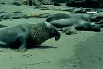 Im Jahr 1992 habe ich die Kolonie von See Elefanten an der Pazifikk�ste der USA nahe dem Highway 1 als Dia fotografiert. Hier ein m�nnliches Tier mit bereits gut entwickeltem  R�ssel  auf dem Weg ins Wasser.