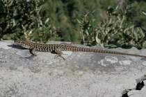 Eine Eidechse sonnt sich oberhalb der Amalfi-Kste.