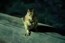 Ein Streifenh�rnchen fotografiert im Jahr 1998 im Bryce Canyon / USA als Dia