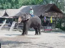 2009 in einem Elefantencamp bei Chiang Mai im Norden Thailands. Hier findet t�glich eine Schau mit etlichen asiatischen Elefanten f�r Touristen statt