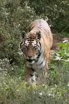 Sibirischer Tiger am 26.9.2010 im Jungle Cat World Wildlife Park in Orono,Ont.