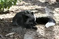 Der Silberfuchs ist eine aus dem Rotfuchs (Vulpes vulpes) gez�chtete Farbvariante. Jungle Cat World Wildlife Park Orono,Ont am 26.9.2010.