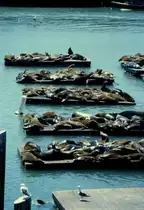 Eine Robbenkolonie beim Pier 39 Fisherman's Wharf in San Francisco im Jahr 1998 als Dia fotografiert.