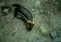 Dieses Erdh�rnchen, ein Goldmantel Ziesel (Spermophilus laterelis), fotografierte ich im Jahr 1998 als Dia im Bryce Canyon / USA