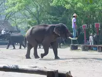 Ein asiatischer Elefant bei einer Elefantenschau in einem Camp in der N�he von Chiang Mai im Norden Thailands (2006)