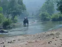 Ein asiatischer Elefant beim Durchqueren eines Flusses im Norden Thailands in der N�he von Chiang Mai (2007)