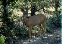Am 03.07.1992 stand diese Maultier Hirschkuh pltzlich neben meinem Auto. Fotografiert im Mesa Verde National Park USA als Dia.