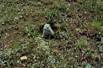 Neugierig schaut am 12.07.1992 das Erdhrnchen, ein Belding Ziesel (Spermophilus beldingi) aus seinem Bau, ob die Luft auch rein ist (im Yosemite National Park / USA)