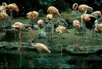 1997 in Las Vegas. Das Hotel  Flamingo Hilton  hat seinem Namen gem am Hotel einen kleinen Park mit rosa Flamingos. Interessant die Jungtiere noch im grauen Federkleid