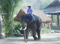 Ein asiatischer Elefant mit seinem Mahout 2007 in einem Elefantencamp in der N�he von Chiang Mai im Norden Thailands