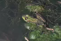 Schreifrosch (Rana clamitans melanotus) am 26.9.2010 in der Second Marsh in Oshawa,Ont.