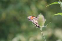 Ein Monarchfalter (Danaus plexippus) an einer Wilden Karde am 31.7.2009 im Bronte Creek park (Ontario).
