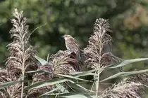 Weiblicher Rotschulterst�rling (Agelaius phoeniceus) am 26.9.2010 in der Second Marsh in Oshawa,Ont.