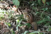 Streifen-Backenh�rnchen (Tamias striatus) am 26.9.2010 in der Second Marsh in Oshawa, Ontario.