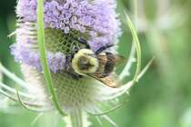 Eine kanadisache Biene sucht Honig an einer Wilden Karde.