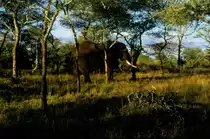 Dieser Elefant wird gleich den Baum umgeworfen haben den er mit Kopf und R�ssel umdr�ckt. Gesehen auf einer Fotosafari im Mai 1990 im Sabi Sabi Private Game Reserve in S�dafrika