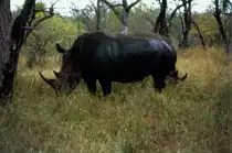 Ein Breitmaulnashorn im s�dafrikanischen Sabi Sabi Private Game Reserve w�hrend einer Fotosafari im Mai 1990