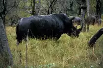 1990 im Sabi Sabi Private Game Reserve: auf einer Ausfahrt der Fotosafari trafen wir diese Gruppe von Breitmaulnash�rnern