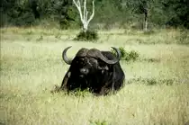 1990 im Sabi Sabi Private Game Reserve auf einer Fotosafari begegneten wir diesem ruhenden afrikanischen B�ffel. Er geh�rt zu den sogenannten  Big Five 
