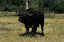 1990 im Sabi Sabi Private Game Reserve in Sdafrika: Ein afrikanischer Bffel hat sich erhoben