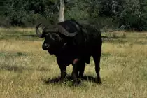 1990 im Sabi Sabi Private Game Reserve in S�dafrika: Ein afrikanischer B�ffel hat sich erhoben