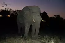 1990 im Sabi Sabi Private Game Reserve stie�en wir bei der abendliche Fotosafari-Ausfahrt auf diesen Elefantenbullen