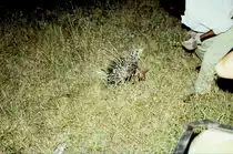 1990 im Sabi Sabi Private Game Reserve in S�dafrika: der Trekker bei der abendlichen Fotosafari hat ein Stachelschwein ausgemacht, das hier im Licht eines Scheinwerfers zu sehen ist.