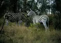 1990 im Sabi Sabi Private Game Reserve in S�dafrika: Zebras w�hrend der Fotosafari