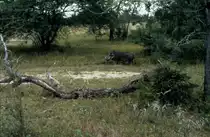 1990 im Sabi Sabi Privte Game Reserve in S�dafrika bei einer Fotosafari: ein Warzenschwein