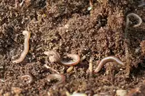 Get�pfelte Tausendf��e (Blaniulus guttulatus) am 26.9.2010 in der Second Marsh in Oshawa,Ont.