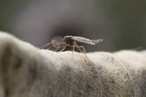Chironomus sp. am 26.9.2010 in der Second March in Oshawa,Ont.