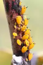 Orleander R�hrenblattlaus (Aphis nerii) am 26.9.2010 in der Second Marsh in Oshawa,Ont.