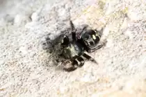 Die Bold Jumping Spider (Phidippus audax) ist eine in ganz Amerika beheimatete Springspinne.