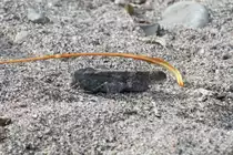 Carolina grasshopper (Dissosteira carolina) am 26.9.2010 in der Second Marsh in Ohawa,Ont. Diese Tiere sind auf dem Boden fast nicht zu erkennen. Man kann sie nur sehen, wenn sie fliegen, und mu� sich dann den Landepunkt merken.