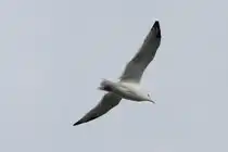 Silberm�we (Larus argentatus) am 26.9.2010 in der Second Marsh in Oshawa,Ont.