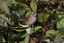 Wei�kehlammer (Zonotrichia albicollis) am 26.9.2010 in der Second Marsh in Oshawa,Ont.