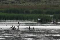 Mehrere Wasservgel ruhen sich in der abendlichen Dmmerung aus. Drunter sind Enten, Mwen, Ohrenscharben, ein Kandareiher und ein weier Nashornpelikan. Second Marsh in Oshawa,Ontario am 26.9.2010.