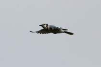Blauhher (Cyanocitta cristata) am 26.9.2010 in der Second Marsh in Oshawa,Ontario.