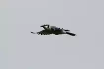 Blauh�her (Cyanocitta cristata) am 26.9.2010 in der Second Marsh in Oshawa,Ontario.